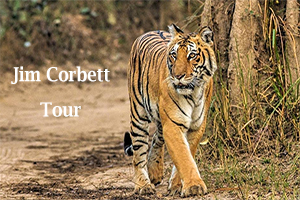 02 Night / 03 Days – Jim Corbett Tour Package from Delhi