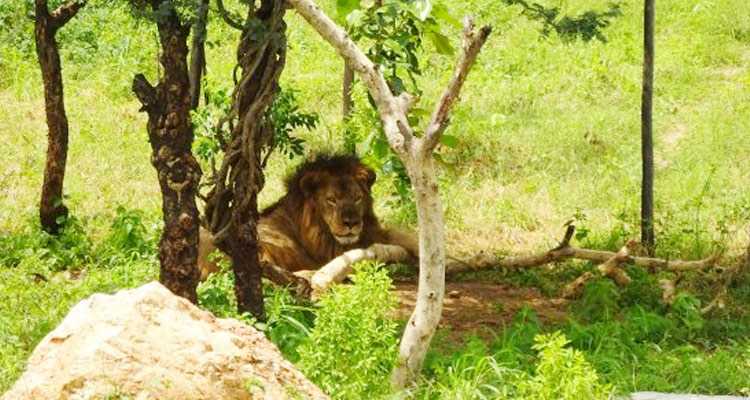 Sajjangarh Biological Park