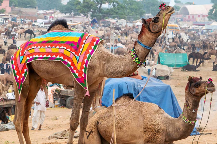 Pushkar Camel Fair