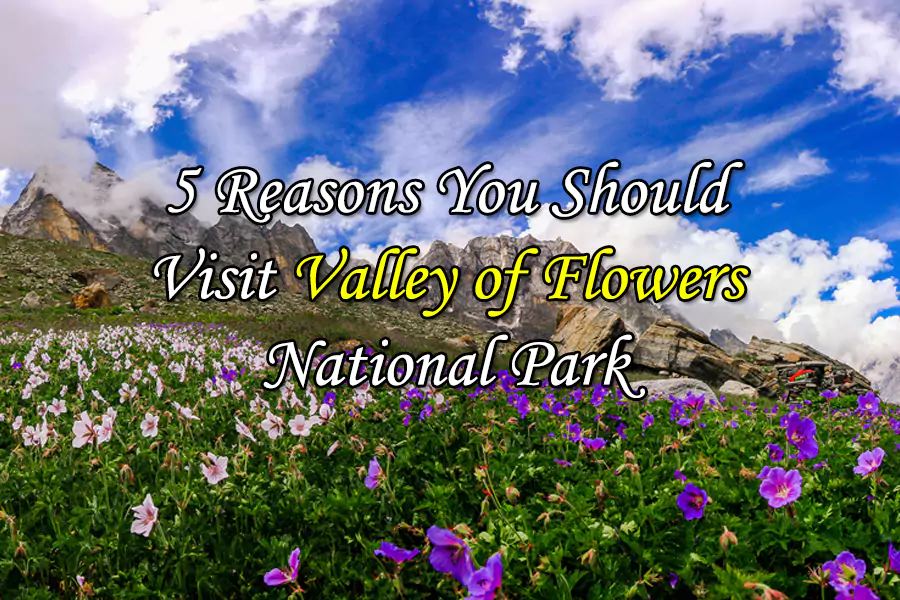 5 Reasons to Visit Valley of Flowers National Park